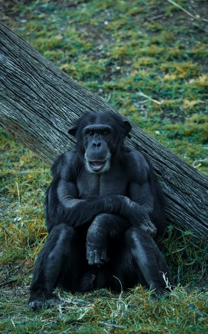 Chimpanzee