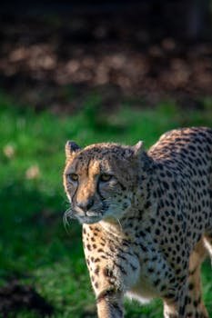 Obtaining Sylveon Through Affection