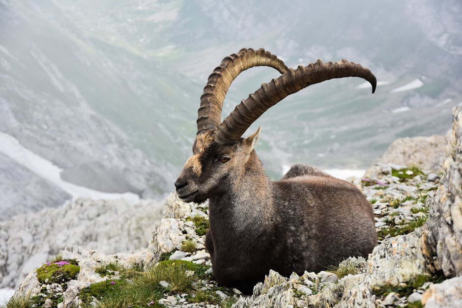 Ibex